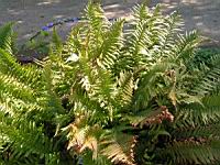 Fougere - Dryopteris Affinis subsp Cambrensis (fam Dryopteridacees) (Europe, Asie) (1) (Photo F. Mrugala)